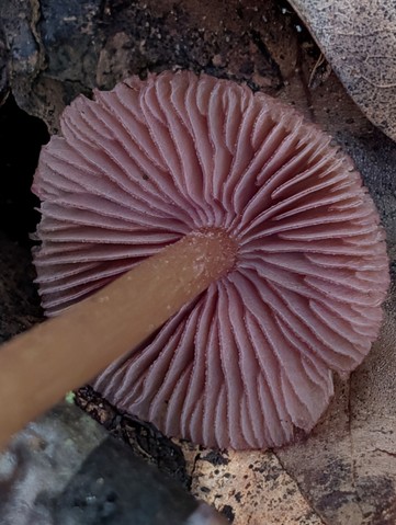 undefined (Mycena sp. 'IN6' (Mycena rutilantiformis))