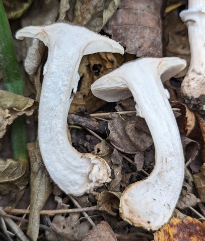 White Honey Mushroom (Armillaria gallica)