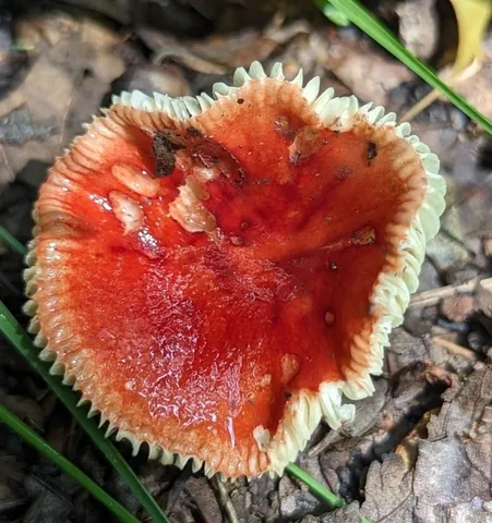 Russula sp-IN75