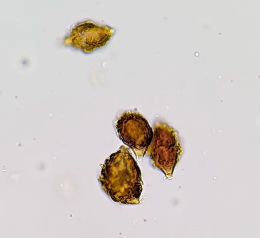 undefined (Hymenogaster spp.)