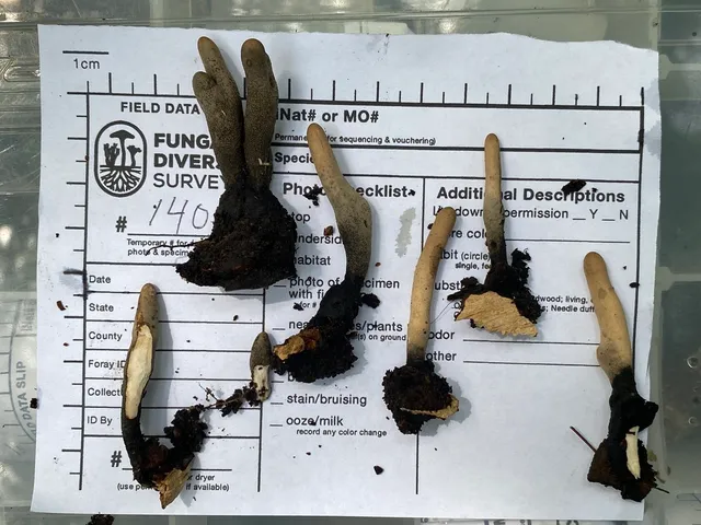 undefined (Xylaria sp-IN02)
