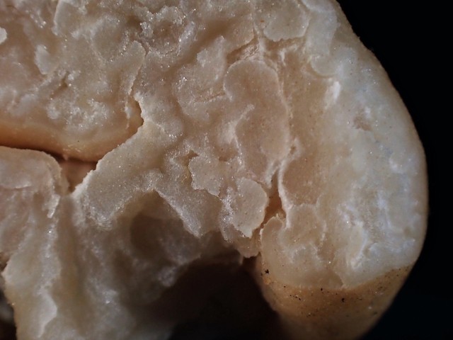 (Tuber rugosum)