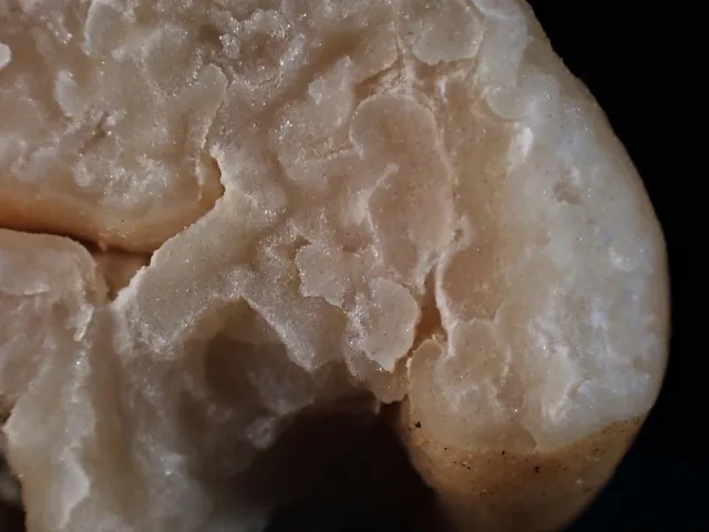Tuber rugosum