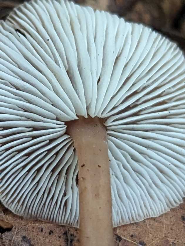 Gills