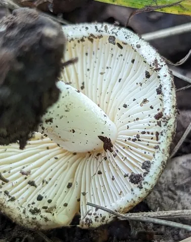 undefined (Inocybe sp-IN49)