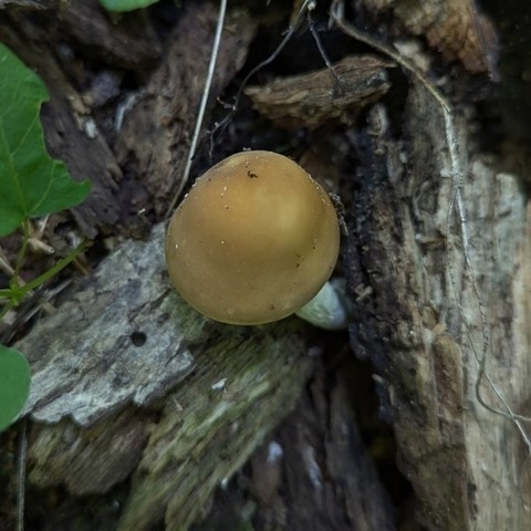 undefined (Agrocybe acericola)