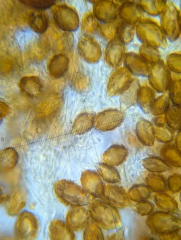 undefined (Hymenogaster spp.)