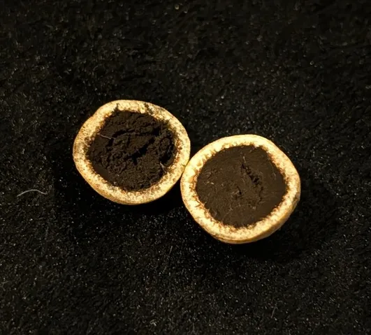 undefined (Elaphomyces spp.)