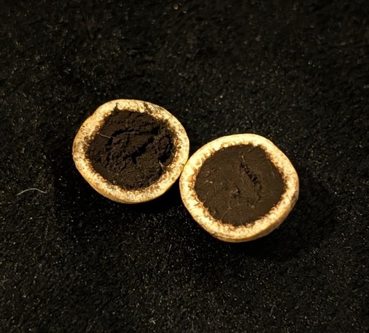 undefined (Elaphomyces sp.)