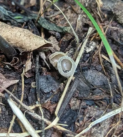 Long-Stalked Gray Cup (Helvella macropus)