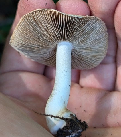 Sweet-Smelling Fibercap (Inocybe dulciolens)