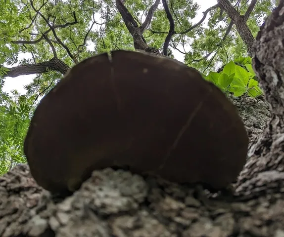 undefined (Sanghuangporus weirianus)