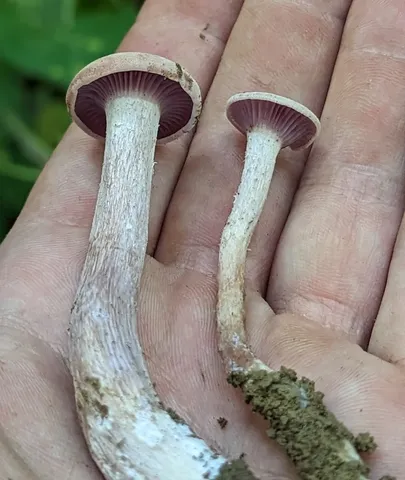Purple-and-white Deceiver (Laccaria ochropurpurea)