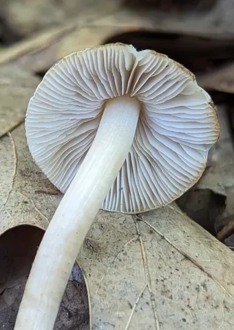 undefined (Inocybe sp-IN02)
