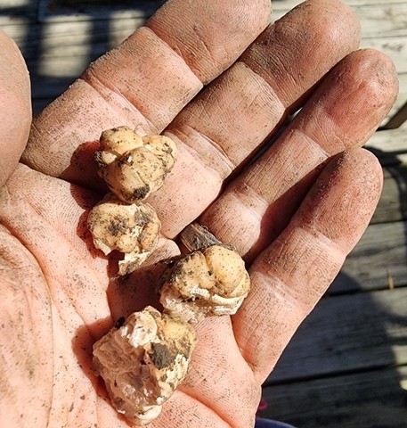 Truffles (Tuber sp.)