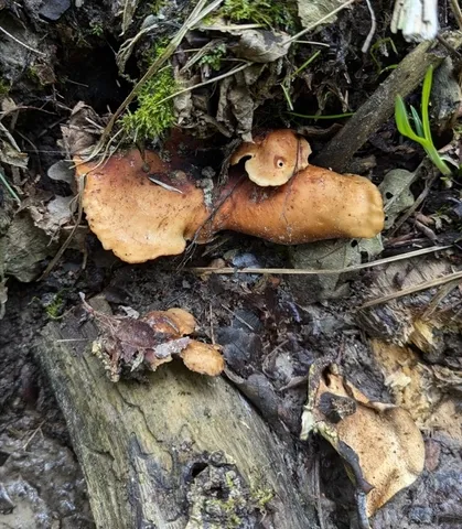 Bay Polypore (Picipes badius)