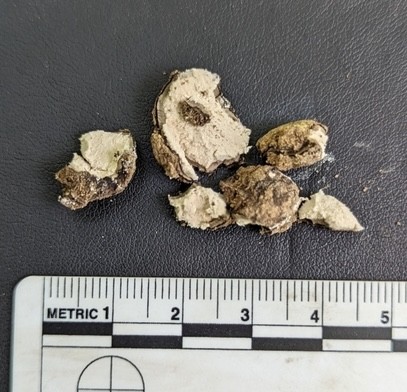 undefined (Elaphomyces sp.)