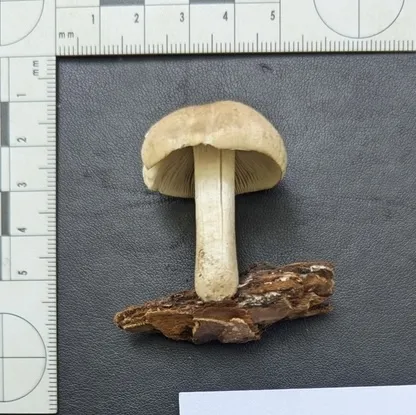 (Psathyrella inflatocystis)
