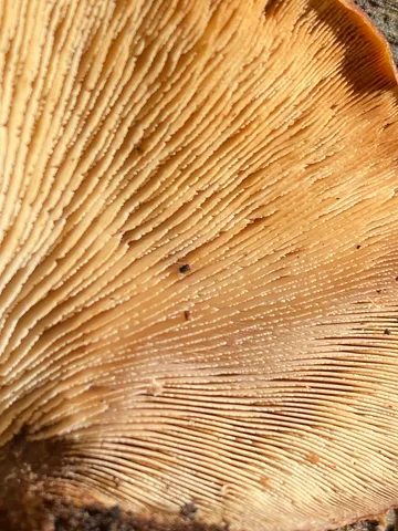 Bear Lentinellus (Lentinellus ursinus)
