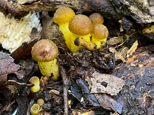 Yellow Honey Mushroom (Armillaria mellea)