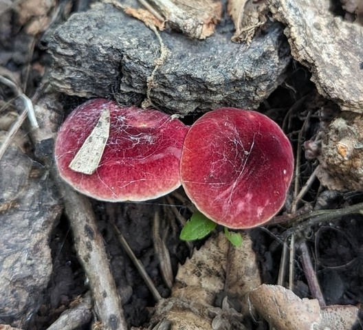 Red Gyroporus (Gyroporus purpurinus)
