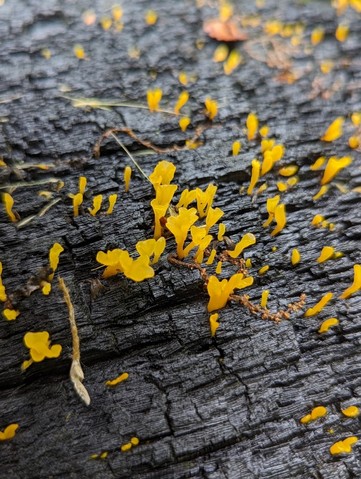 Fan-shaped Jelly Fungus (Dacrymyces spathularia)