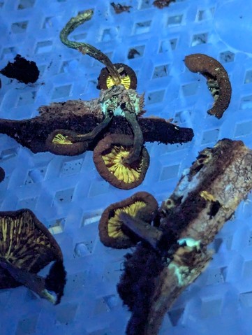 Rustgills And Gyms (Gymnopilus spp.)