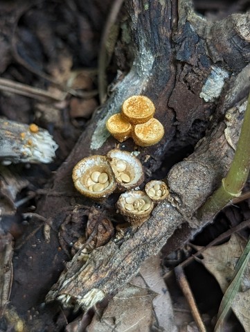 Discrete Birds Nest (Crucibulum parvulum)