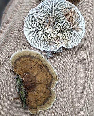 Thin-Walled Maze Polypore (Daedaleopsis confragosa)