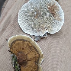 Thin-Walled Maze Polypore