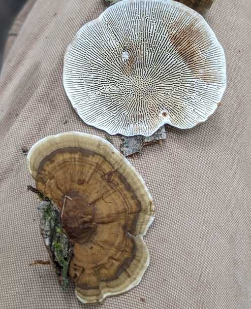 Gilled Polypores
