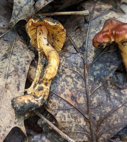 undefined (Inocybe sp-IN21)