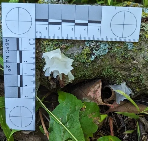 Snow Fungus (Tremella fuciformis)