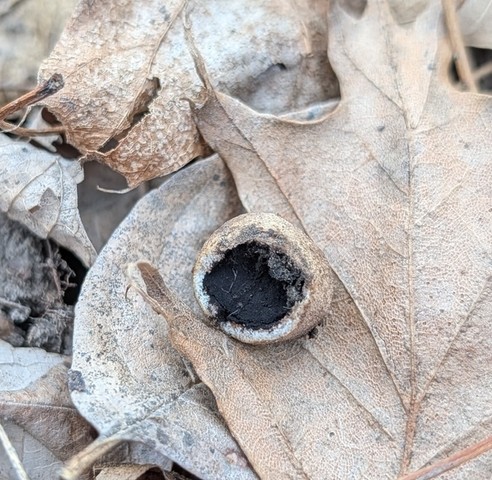 undefined (Elaphomyces sp.)