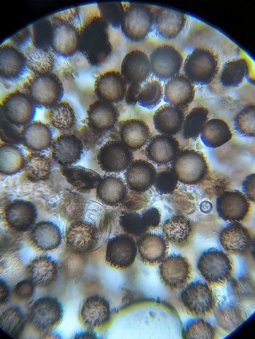 undefined (Elaphomyces sp.)