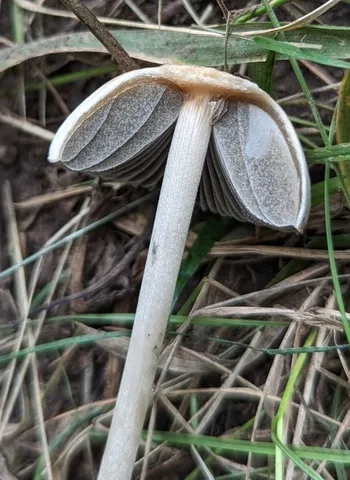 Antilles Mottlegill (Panaeolus antillarum)