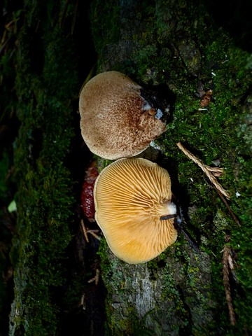 Saffron Crep (Crepidotus crocophyllus)