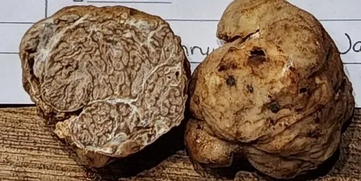 Tuber cumberlandense