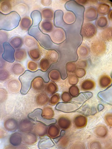 undefined (Elaphomyces sp.)