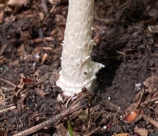 White Panther (Amanita multisquamosa-01)