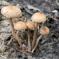 Dung-Loving Deconica