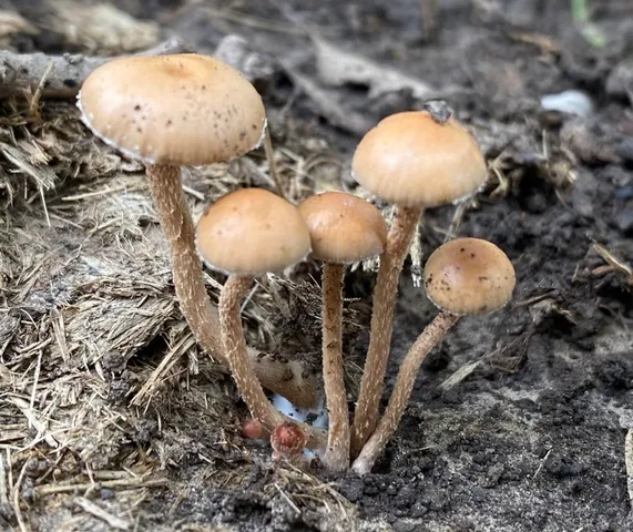 Deconica coprophila