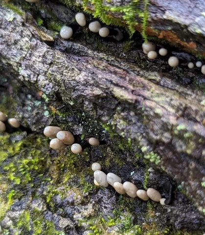Tapioca Club (Holwaya mucida)