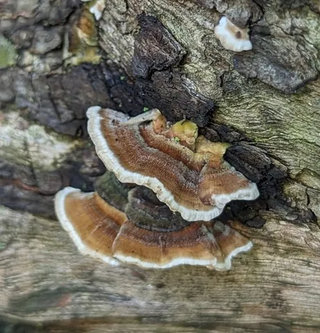 Turkey Tail (Trametes versicolor)