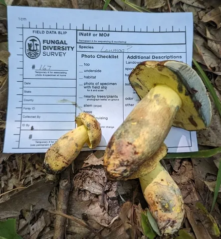 undefined (Lanmaoa pseudosensibilis)