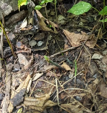 Long-stalked Gray Cup (Helvella macropus)