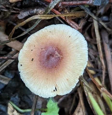 Beard Stem Gymnopus (Gymnopus barbipes)