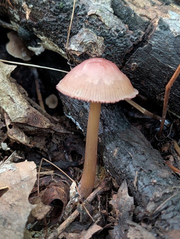 undefined (Mycena sp. 'IN6' (Mycena rutilantiformis))