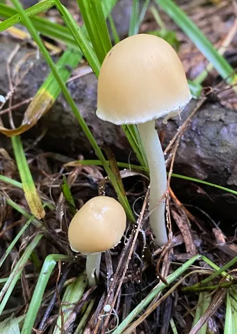 Pale Brittlestem (Candolleomyces candolleanus)