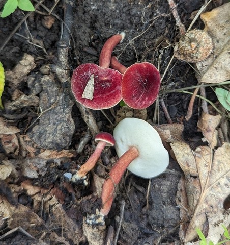 Red Gyroporus (Gyroporus purpurinus)